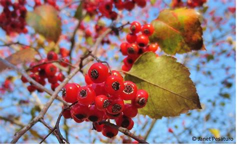 Hawthorn Berries Identify Harvest And Make An Extract