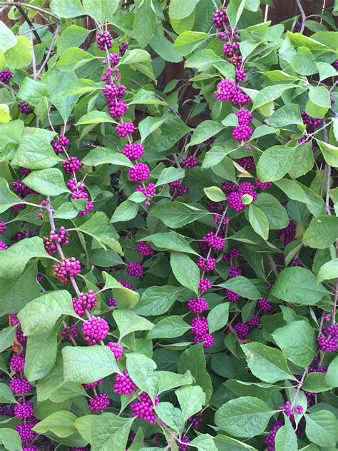 Yellow stamens provide a lovely contrast to the color of the petals. Beauty berry Texas native | Flowers, Texas native, Plants