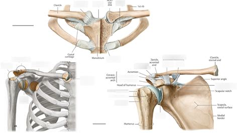The Upper Limb Sternoclavicular And Acromioclavicular Joints Diagram
