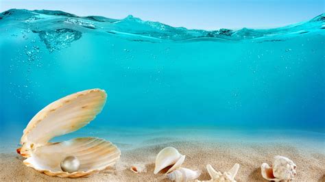Sea Shell Wallpaper 56 Pictures