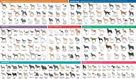 77 Dog Breeds Chart L2sanpiero
