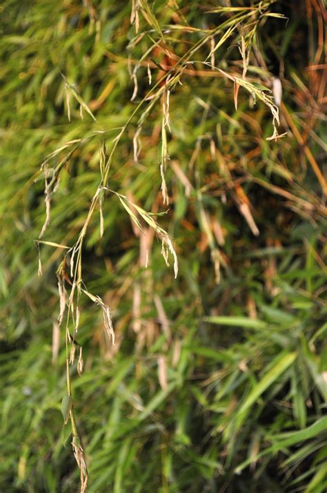 Lewis bamboo, however, came up with their own fertilizer. In Lee's Garden Now: Bamboo Death(?) and Zucchini Life