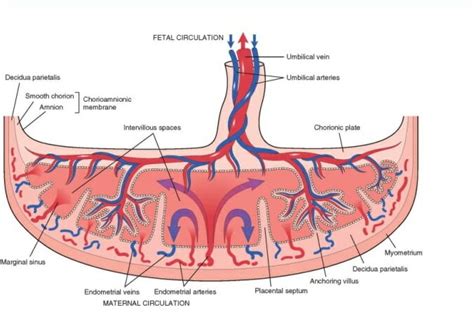 Placenta What Is It And How It Works Biology Dictionary