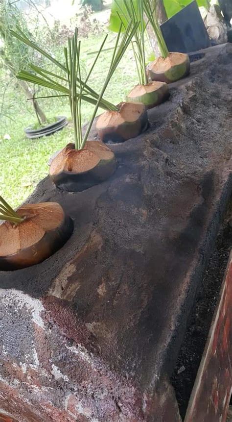 Dan akhirnya keputusan sijil pelajaran malaysia (spm) pun terpampang di hadapan mata. Tambah Stamina Dengan Kelapa Bakar Ni, Ramuannya Ringkas ...