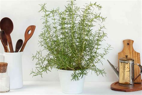 How To Grow And Care For Rosemary Indoors