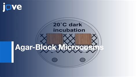 Agar Block Microcosms Controlled Plant Tissue Decomposition By Aerobic