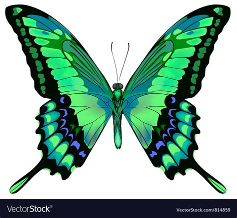 Beautiful Butterfly Royalty Free Vector Image Vectorstock