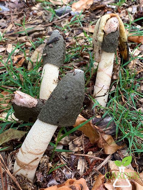 What Is That Smell Stinkhorn Mushrooms In The Garden