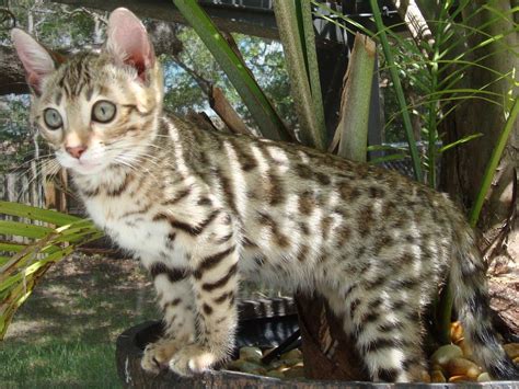 Pets Savannah Cat Cat Breeds