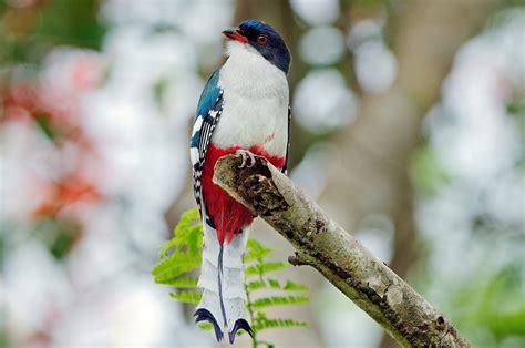 Birds Of Cuba An Internet Field Guide To Rare Cuban Birds