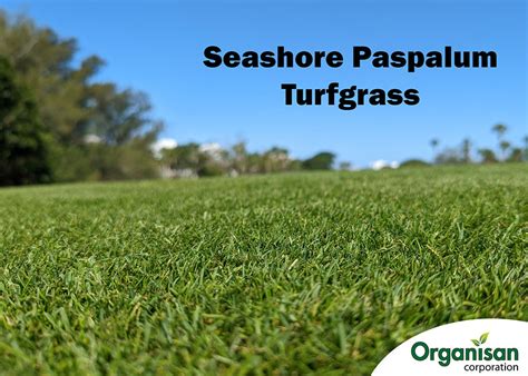 Turfgrass Quick Facts About Seashore Paspalum Turfgrass Organisan