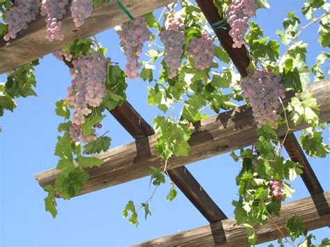 Grape Vine On Pergola Truly One Of The Best Climbing Plants For
