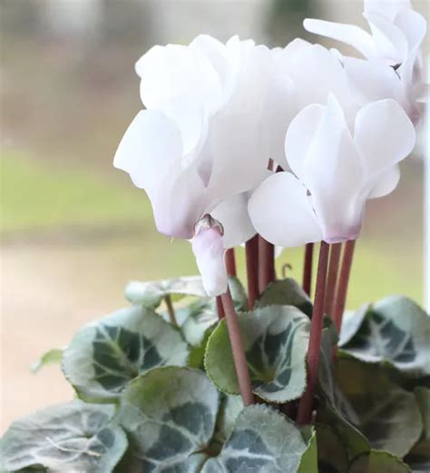 Cyclamen Persicum Blanc Pur Plants In 2020 Plants Plant Delivery