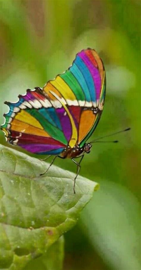 One Of The Most Beautiful Of Butterflies Beautiful Bugs Beautiful