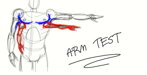 Four Arm Anatomy Test By Rchlisawesome On Deviantart