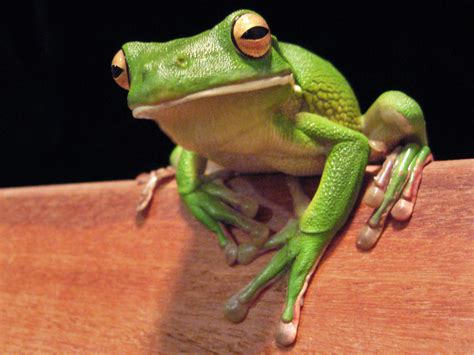Download Animal White Lipped Tree Frog Hd Wallpaper