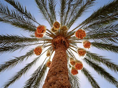 How To Save A Dying Palm Tree Tips And Tricks