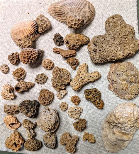 Is This Coral That I Found On Oak Island North Carolina Fossilized I