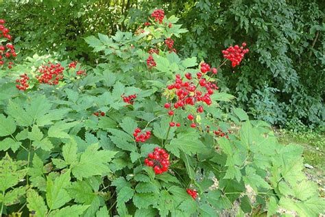 How To Plant Red Baneberry Actaea Rubra Dear Plants