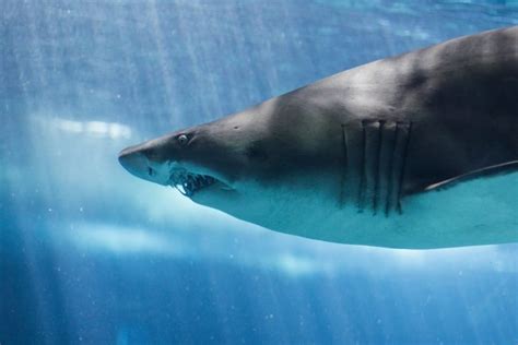 What Predators Eat Tiger Sharks Joy Of Animals