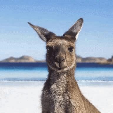 Christmas is celebrated in the middle of the australian summer under a blazing sun. Happy Australia Day January26 GIF - HappyAustraliaDay ...