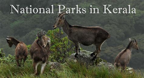 All 6 National Parks In Kerala Protected Areas Of Kerala Kerala Tourism