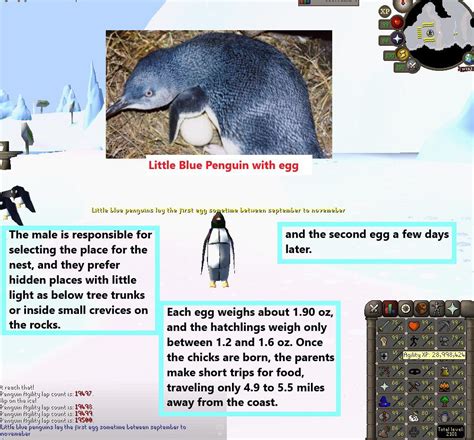 100 Laps With Penguin Facts Daily Until Agility Pet Day 180 R2007scape