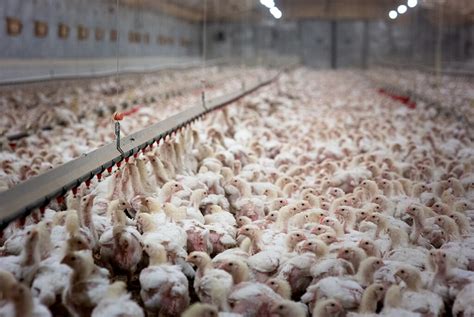 Investigation Cruelty On German Chicken Farm Animal Equality