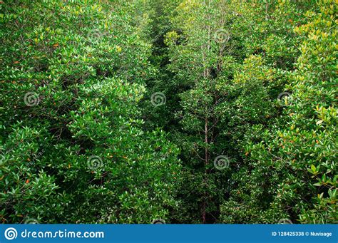 Super Big Magle Tree In Thailand Tropical Mangrove Swamp Forest Stock