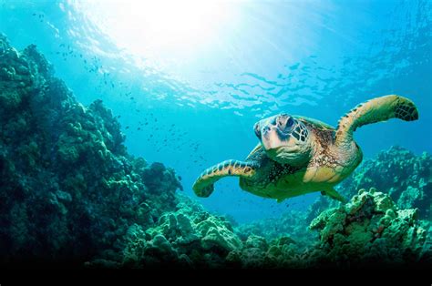 Under Ocean Wallpapers Wallpaper Cave