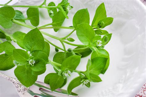 Eat The Weeds Salad—some Edible Plants Of Alaska