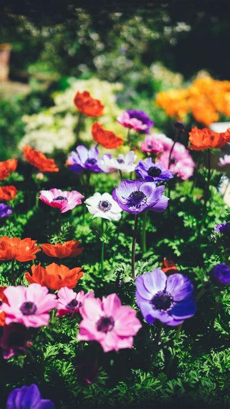 27 Floral Iphone 7 Plus Wallpapers For A Sunny Spring Preppy