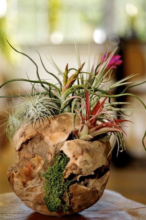 27 Coolest Ways To Display Air Plants - Shelterness