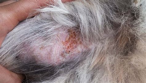 Skin Infection In Dogs An Important Yet Neglected Condition Monkoodog