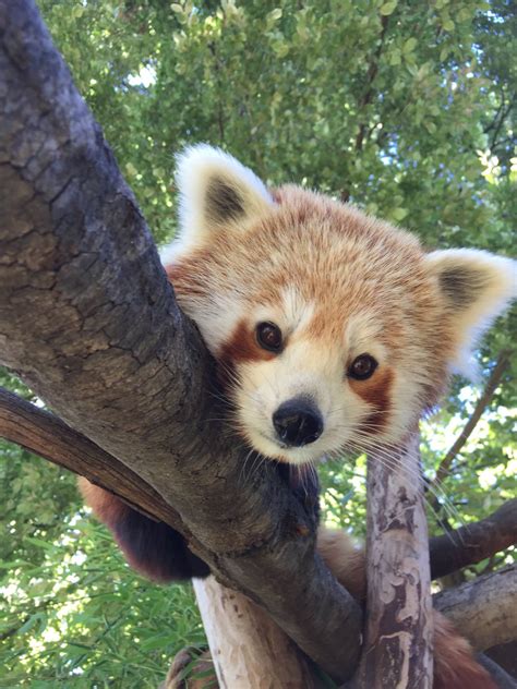 Zoos Victoria Red Panda Keta Has Arrived Safely And