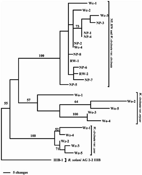 Phylogenic Tree Based On Random Amplified Polymorphic Dnapolymerase