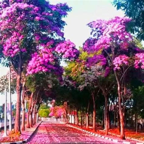 Di bulan ini, pohon chompoo pantip di kedua sisi akan menghiasi jalanan dengan. Somethingtobeshared: 20 Foto Gambar Permandangan Indah ...
