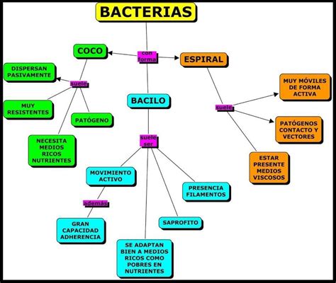 Cuadro Comparativo De Bacterias Esquemas Y Mapas Conceptuales De