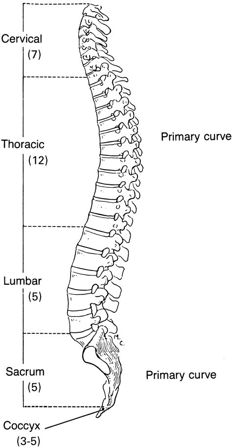 Column Vertebral Spine Physiology Worksheet Thoracic Cage Google Anatomy Spinal Posterior Cord