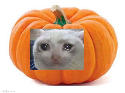 Sad Cat Pumpkin Imgflip