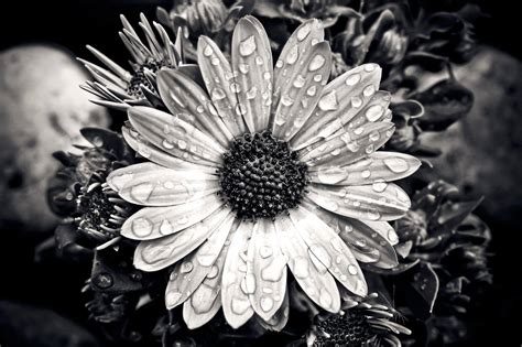 Black And White Flower Photography ~ My 8 Best Tips For Flower