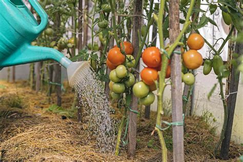 19 Water For Tomato Plants Nailanaiomi