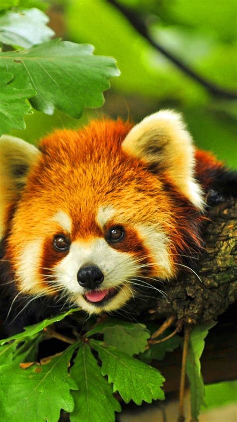 38 Cute Red Panda Wallpaper