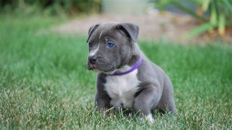 How To Raise A Blue Nose Pitbull Puppy