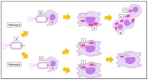 Microorganisms Free Full Text Bipd Of Burkholderia Pseudomallei