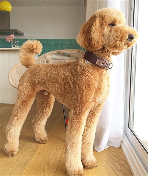 They're easy to stretch out for months. Apricot Standard Poodle | Poodle haircut, Standard poodle ...