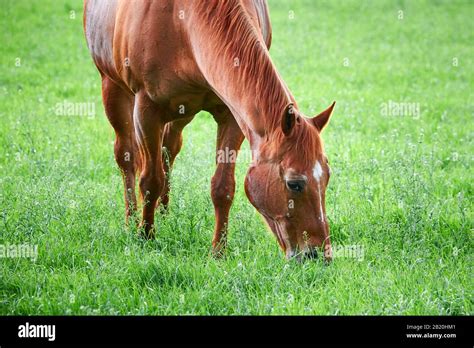Beautiful Horse Eating Grass Closeup Stock Photo Alamy