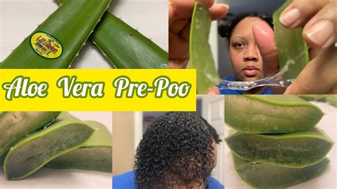 aloe vera pre poo natural method to moisturize your hair youtube