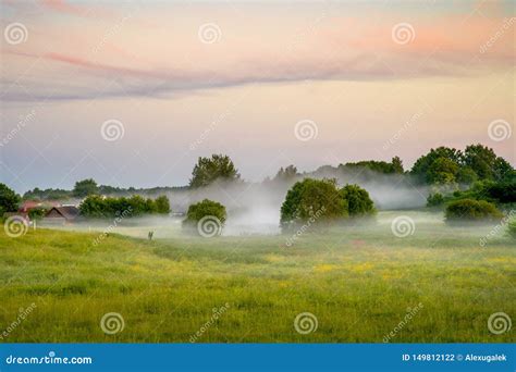 Foggy Summer Morning On Meadow Stock Photo Image Of Background Scene