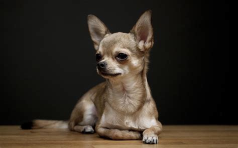 Chihuahua Az Dog Breeds Dog Bread